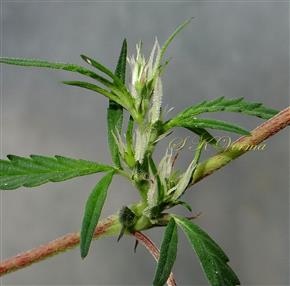  Female Branch